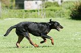 BEAUCERON 835